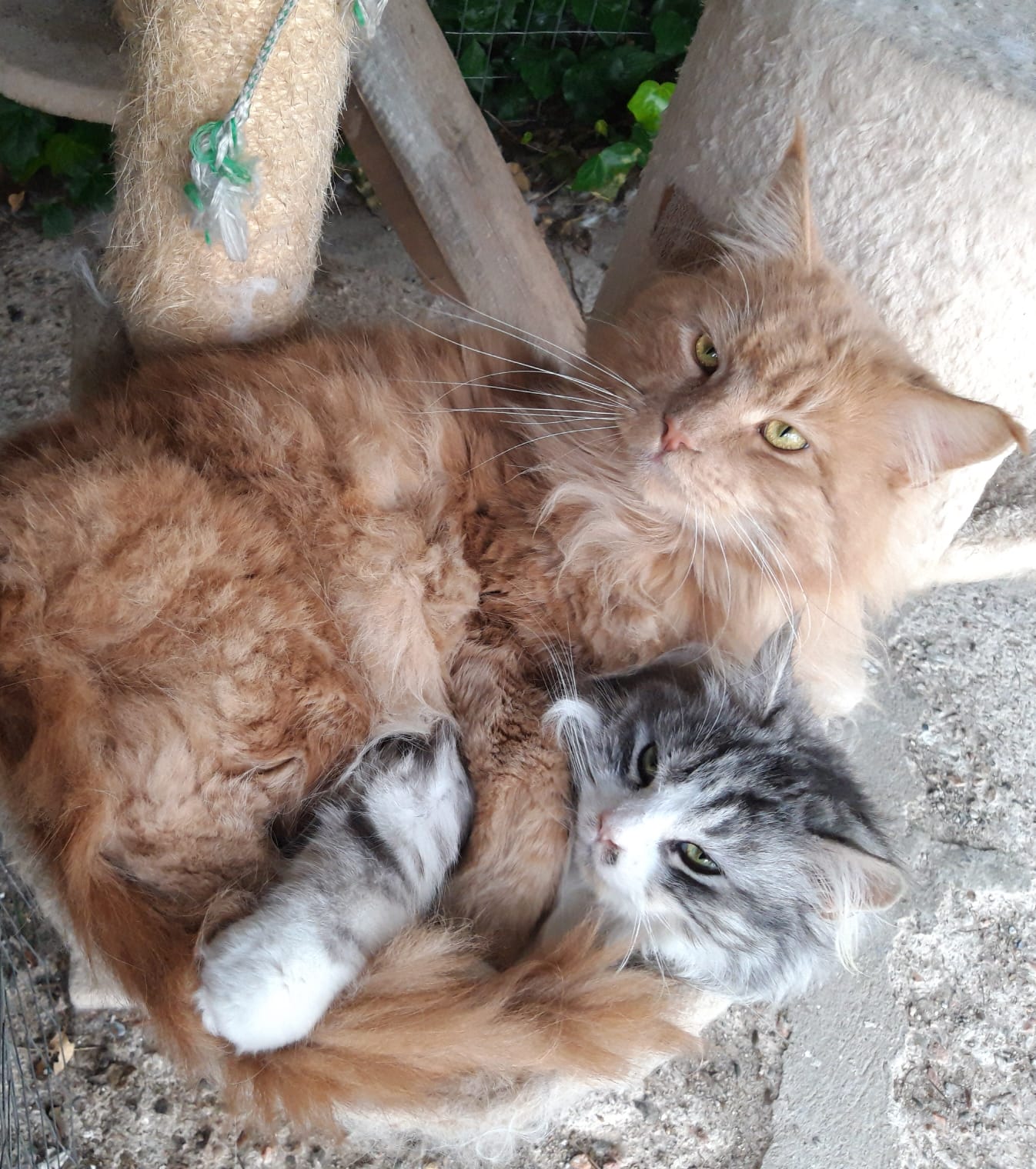 La nostra coppia di gatti Maine Coon: Mosé&Maddy