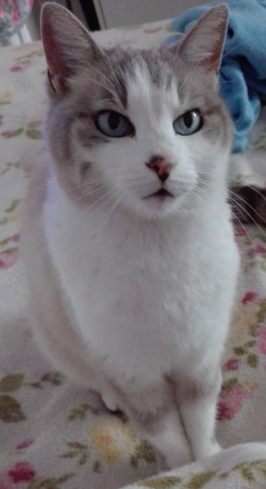 Gli amici 4 zampe di Grazia